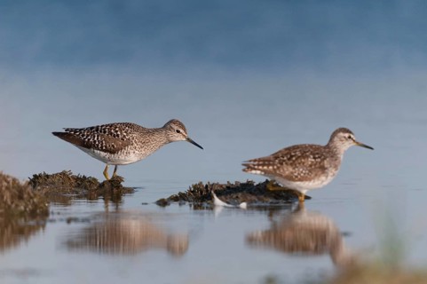 Bruchwasserlaeufer, tringa glareola, wood sandpiper, birds, charadriiformes, limikolen, mirror,