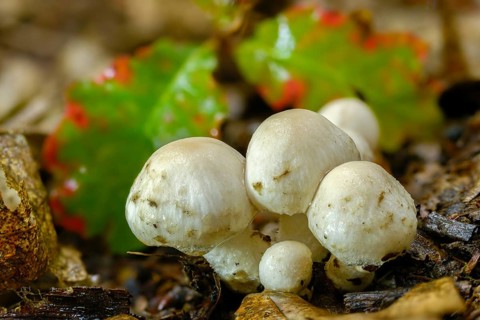 Long-stemmed brush fiber, psathyrella cotonea, sulfurous shortcrust, fungi, fungi, mushrooms, very