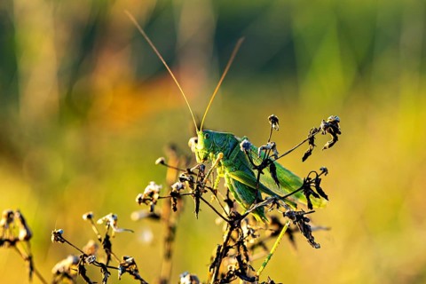 A grasshopper sits on dry plants in the sunlight: the Great green bush cricket near Herleshausen in