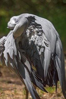 A paradise crane (Anthropoides paradisea) preening itself, Nuremberg Zoo, Middle Franconia,