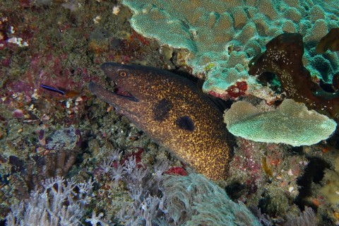 A sooty-headed moray eel (Gymnothorax flavimarginatus) hides amongst colourful corals in the sea,