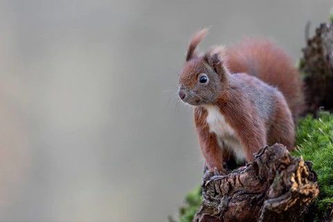 I call this squirrel (Sciurus vulgaris) Halbohr and it obviously has the say in this area, all
