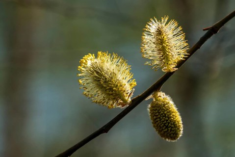 Flora, spring, plants, Salix spec., willow