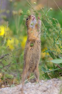 A fully grown European ground squirrel (Spermophilus citellus) eats seats, leaves and flowers in a