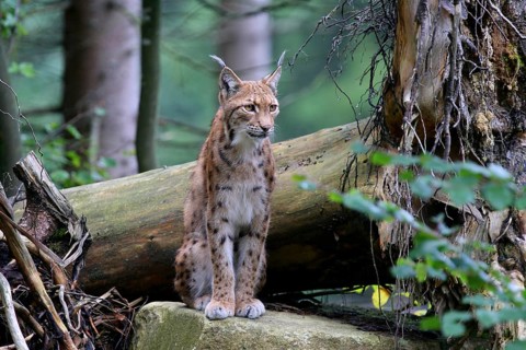 Carpathian lynx sits on a stone