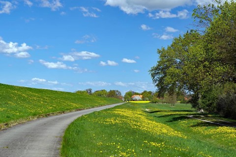 A winding path on the dike through a green meadow with yellow flowers under a blue sky with clouds,