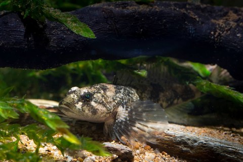 Bullhead, Cottus Gobio, European Bullhead, Millers Thumb, Mühlkoppe, Westgroppe, Common Bullhead,
