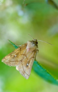 Bush turf white spotted owl, owl moth, yellow-brown reed grass owl, mythimna conigera, noctuidae,