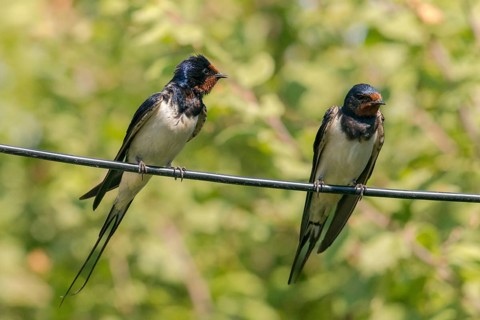 Hirundo rustica, house martin, swallow, birds, passeri, swallows, songbirds, songbirds, birds