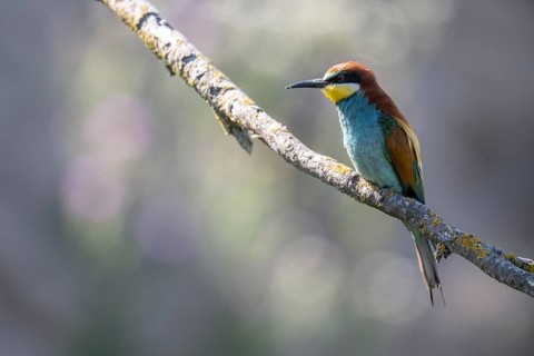 Bee-eater (Merops apiaster), Rhineland-Palatinate, Germany