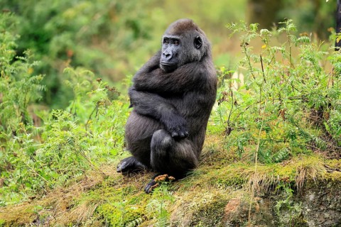 Western gorilla (Gorilla gorilla), juvenile, one year old, sitting on the ground, alert