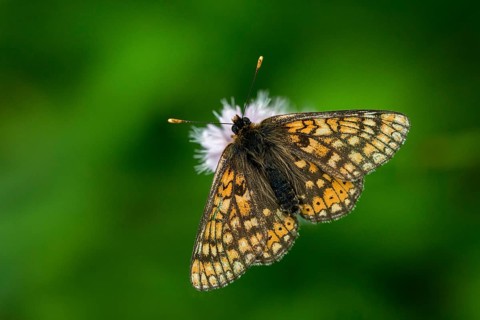 Bite check moth, bite tick moth, euphydryas aurinia, eurodryas aurinia, golden tick moth, green