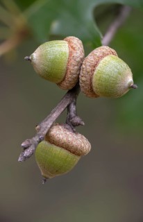 American tip oak, beech family, fagaceae, quercus rubra, red oak, tree, trees, flora, high size,