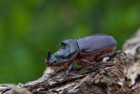 European rhinoceros beetle, rhinoceros beetle, oryctes nasicornis, rhinoceros beetle, beetle,