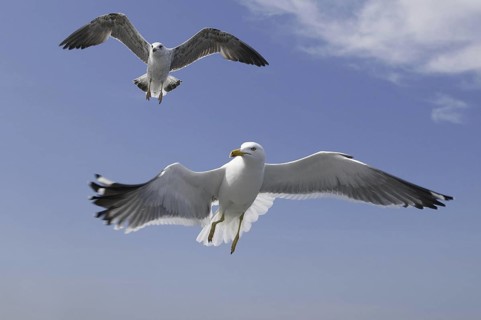 Lesser Black-backed Gull (Larus fuscus) flying, Texel, Netherlands