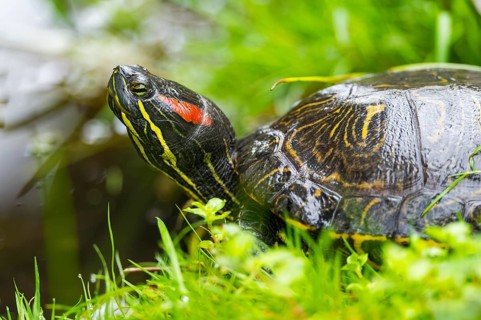 European pond turtle (Emys orbicularis) next to a little pond in the grass, Bavaria, Gernany
