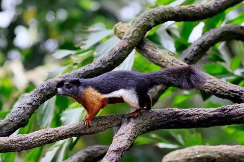 Finlayson's squirrel (Callosciurus finlaysonii), adult, on tree, foraging, Singapore, Southeast