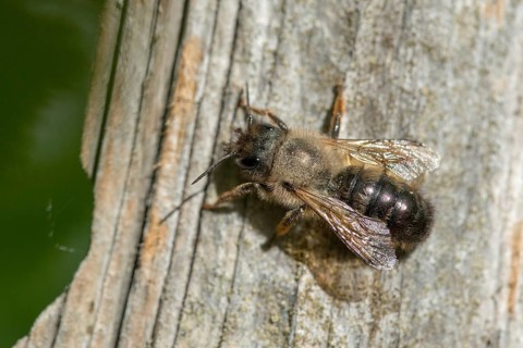 Apidae, bees, hymenoptera, osmia bicornis, osmia rufa, red mason bee, red mason bee, insects,
