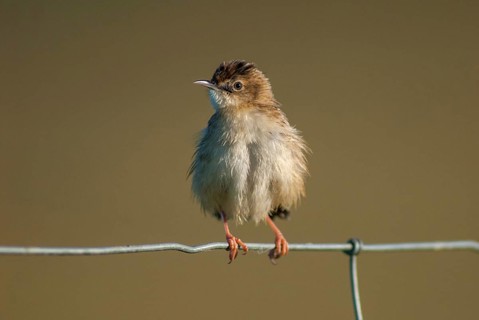 Cist-singers, cisticola juncidis, fan-tailed warblers, zitting cisticola, birds, extremadura,