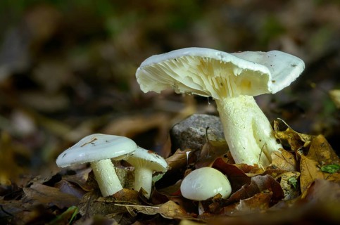 Collybia maculata, spotted pink porous, spotted turnip, rhodocollybia maculata, croup, spotted