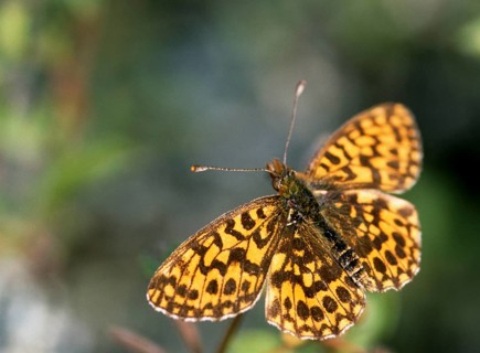 Boloria dia, clossiana dia, grove violet pearl butterfly, lean grass pearl butterfly, weaver's