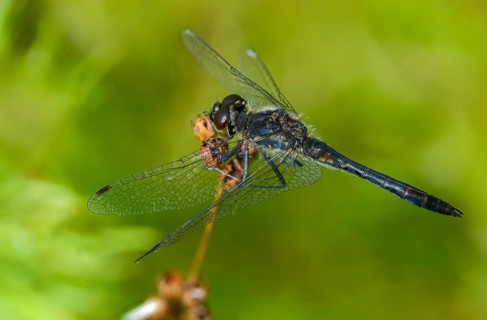 Black Darter, Black Meadowhawk, Black Heidelibel, Sympetrum Danae, Anisoptera, Damselflies,