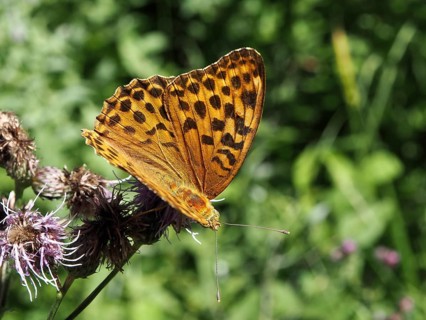 An orange-patterned butterfly, the Emperor (Argynnis paphia), is perched on a flower in the