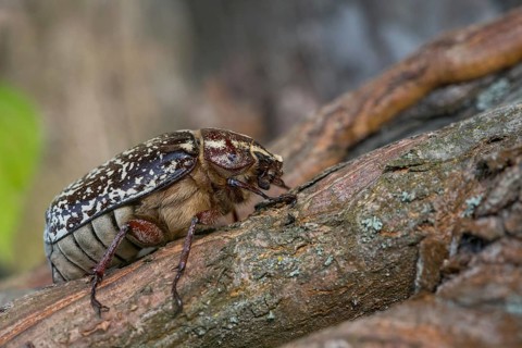 Leaf horn beetle, pine chafer, polyphylla fullo, scarabaeidae, Turkish May beetle, walker, beetle,