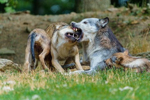 Timberwolf, wolf, American wolf (Canis lupus lycaon), Germany, A lively gathering of wolves as they