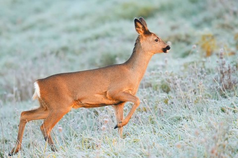 European roe deer (Capreolus capreolus), a doe in a meadow covered in hoarfrost, North
