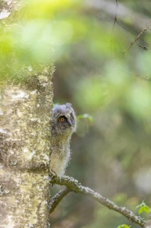One young long-eared owl (Asio otus), sitting on a branch of a tree. Green vegetation in the