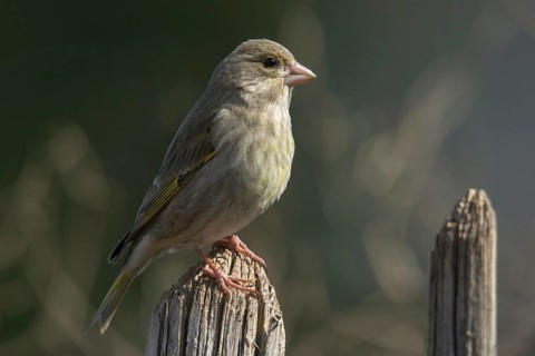 Carduelis chloris, chloris chloris, greenfinch, greenfinch, greenfinch, birds, female, garden,