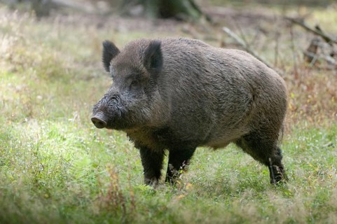 Artiodactyla, even-toed ungulate, cloven-hoofed, wild boar, wild boar, boar, boar, mammals, rancing