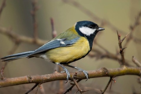 Great tit, great tit, parus major, birds, tits, passeri, songbirds, songbirds, tits, birds