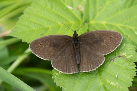 Ringlet butterfly (Aphantopus hyperantus) adult insect resting on a Bramble leaf in summer,