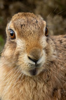European brown hare (Lepus europaeus) adult animal head portrait, England, United Kingdom