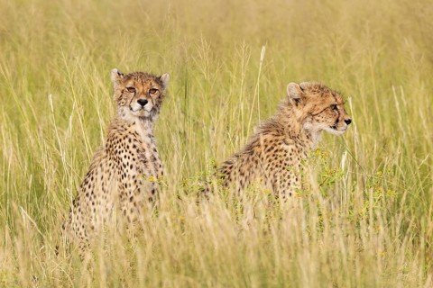 Cheetah (Acinonyx jubatus). Two cubs. Siblings. Kalahari Desert, Kgalagadi Transfrontier Park,