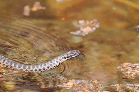 A common European adder (Vipera berus) covered in pollen swims in the pollen-covered water of a