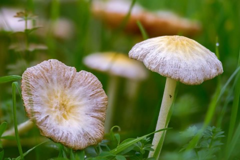 Bolbitius titubans, Bolbitius vitellinus, yellow manure mushroom, dung mushroom, fungi, fungus,