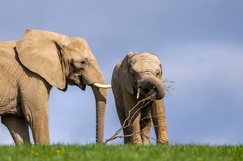 African bush elephant (Loxodonta africana) mother with calf (youngster) standing on a meadow,