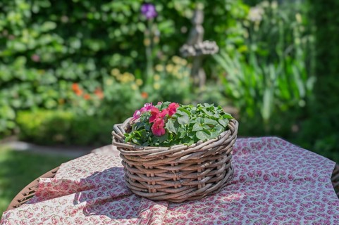 A wicker basket with red flowers stands on an embroidered tablecloth in a sunny garden, North