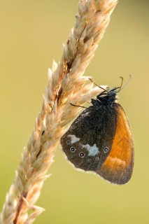 Chestnut heath, coenonympha glycerion, rust-brown meadowbird, red-brown meadowbird, butterfly, high