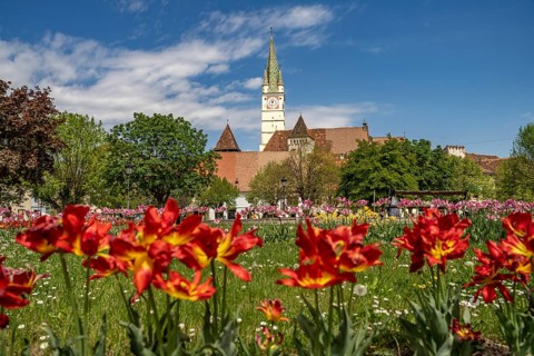 Spring flowers in Regele Ferdinand I Park and St. Margaret's Church in Medias or Medias,