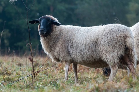 Artiodactyla, domestic sheep, even-toed ungulate, domestic sheep, Ovis Gmelini aries sspec.,