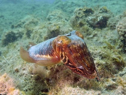 A common cuttlefish (Sepia officinalis) swims over an algae-rich seabed in clear water, at the El