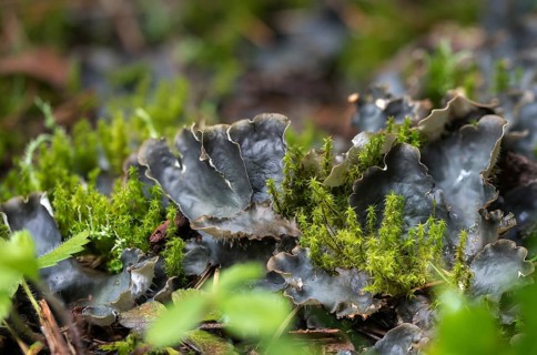 Dog tooth lichen, lichen, smooth leaf lichen, peltigera hymenina, peltigera lactucifolia sensu,