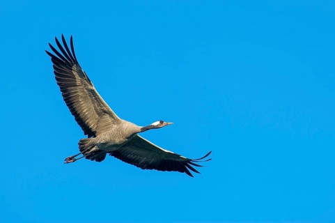 Flying cranes (Grus grus) in the sky, Groß Mohrdorf, Lower Saxony, Germany