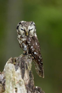 A calm owl with its eyes closed, perched on a tree stump in the forest, Tengmalm's owl (Aegolius