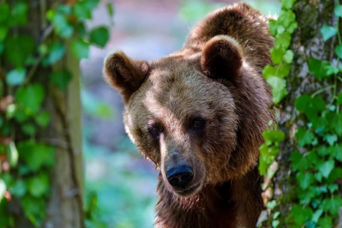 Brown bear (Ursus arctos), Germany. A bear peeks out curiously from behind a tree in the forest