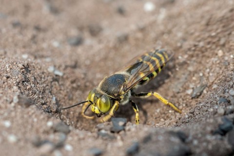 Bembix Rostrata, Brandenburg, Common European Sand Wasp, Crabroniade, Germany, hymenoptera, gyro
